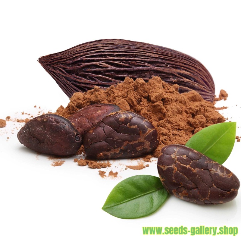 Семена Кака́о, шокола́дное де́рево (Theobroma cacao)
