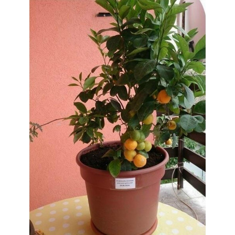 Calamansi, Calamondin, Philippine lime Seeds | €4.95
