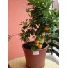 Semillas de Calamondina o Calamansí | 4,95 €