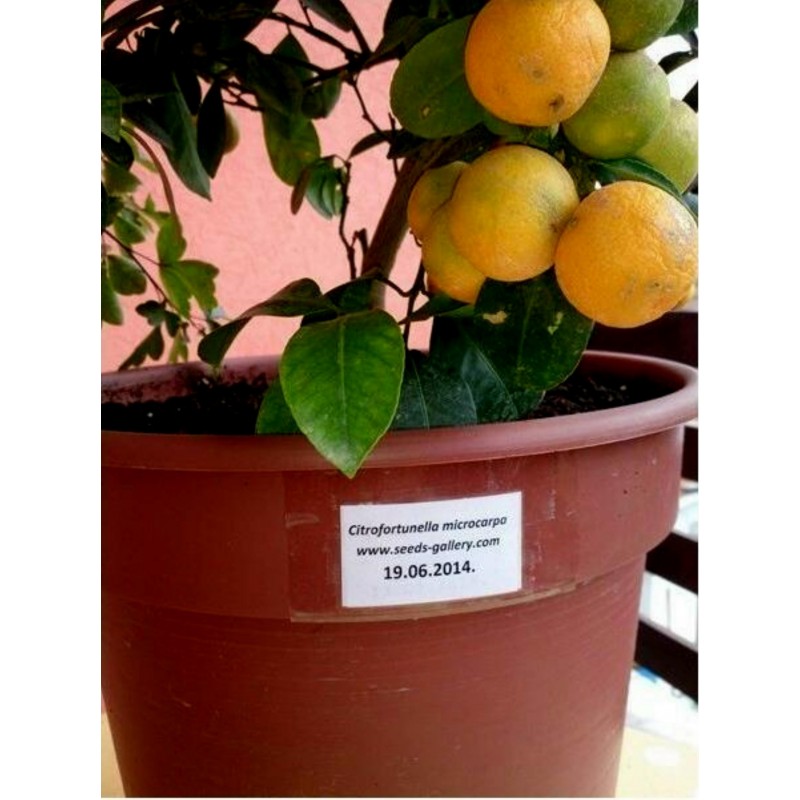 Semillas de Calamondina o Calamansí | 4,95 €