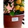 Semillas de Calamondina o Calamansí | 4,95 €