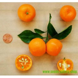 Calamondin-Orange Zwergorange Samen