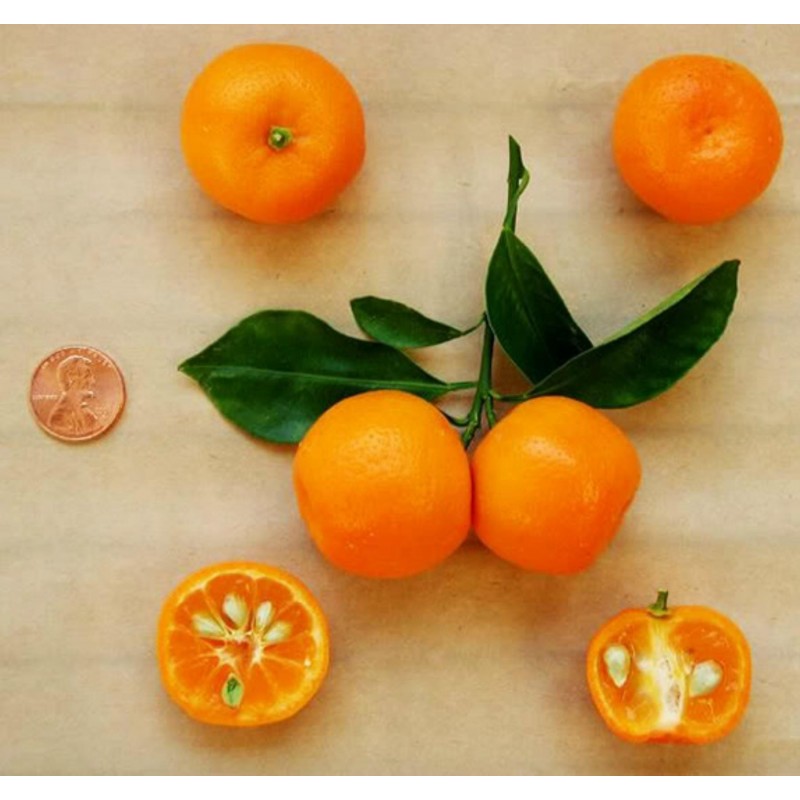 Semillas de Calamondina o Calamansí | 4,95 €