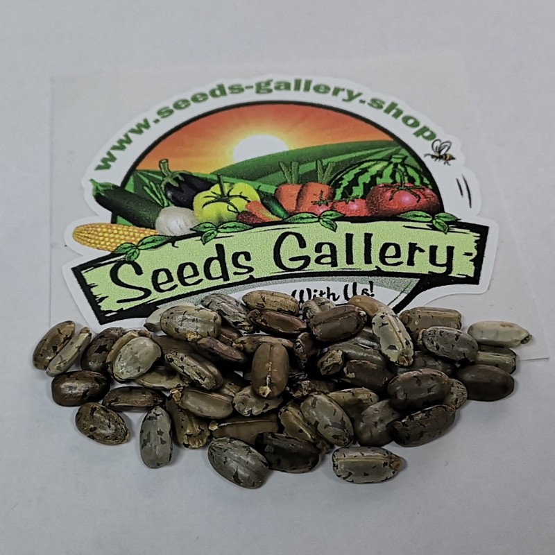 Cassava, Yuca Seeds (Manihot esculenta) | €7.00