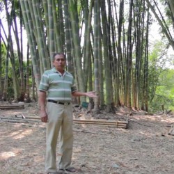 Semena bambusu obrovského...