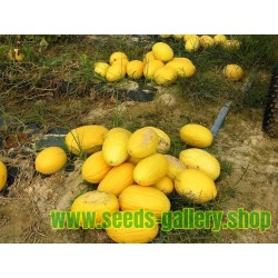 Kanarische Gelbe Honigmelone Samen