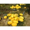 Canary Yellow Melon Seeds
