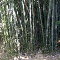 Witte bamboe zaden...