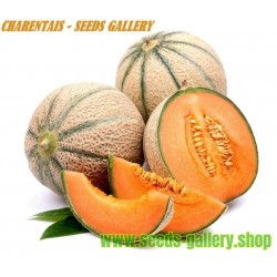 Charentais Melon Seed