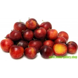 Prunus CERASIFERA 5 Semi ScoutSeed 5 Semi/Semillas MIRABOLANO PRUGNOLO Cherry Guida ITA/ES 