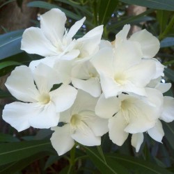 Nasiona biały Oleander...