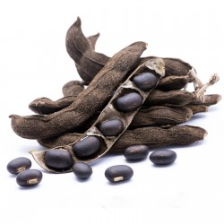 Velvet Bean Seeds (Mucuna...