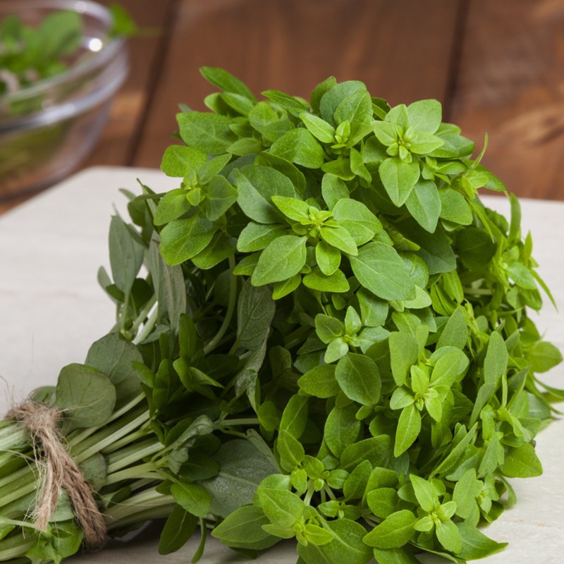 Bush or Greek Basil Seeds (Ocimum basilicum) | €1.95