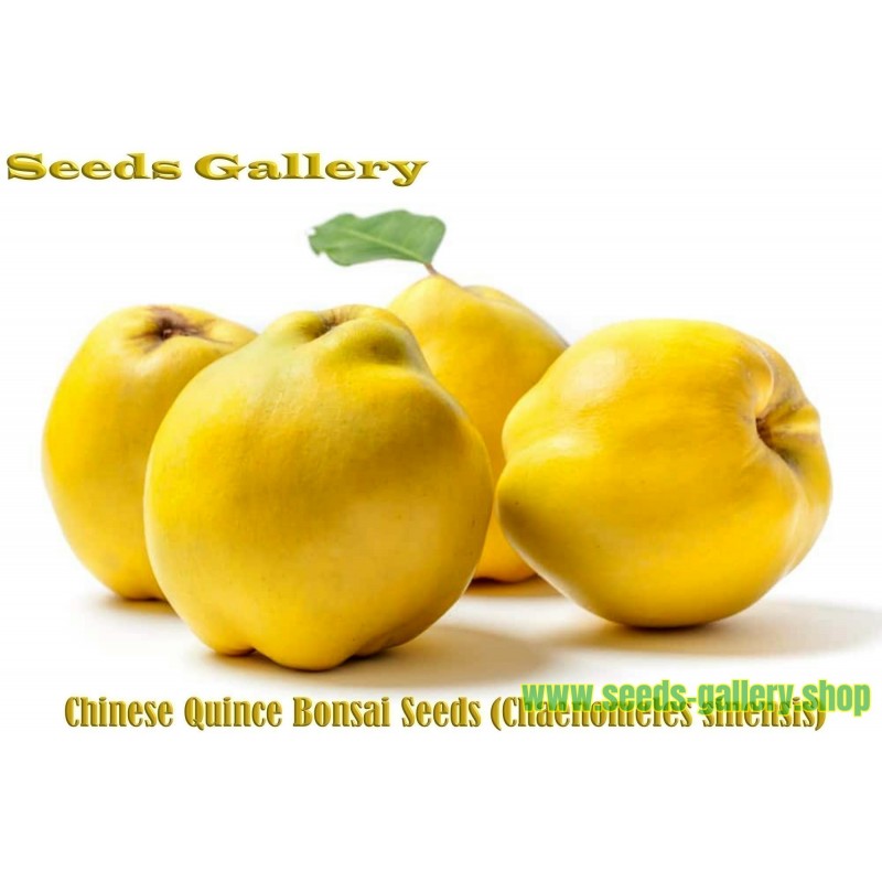 Chinese Quince Bonsai Seeds