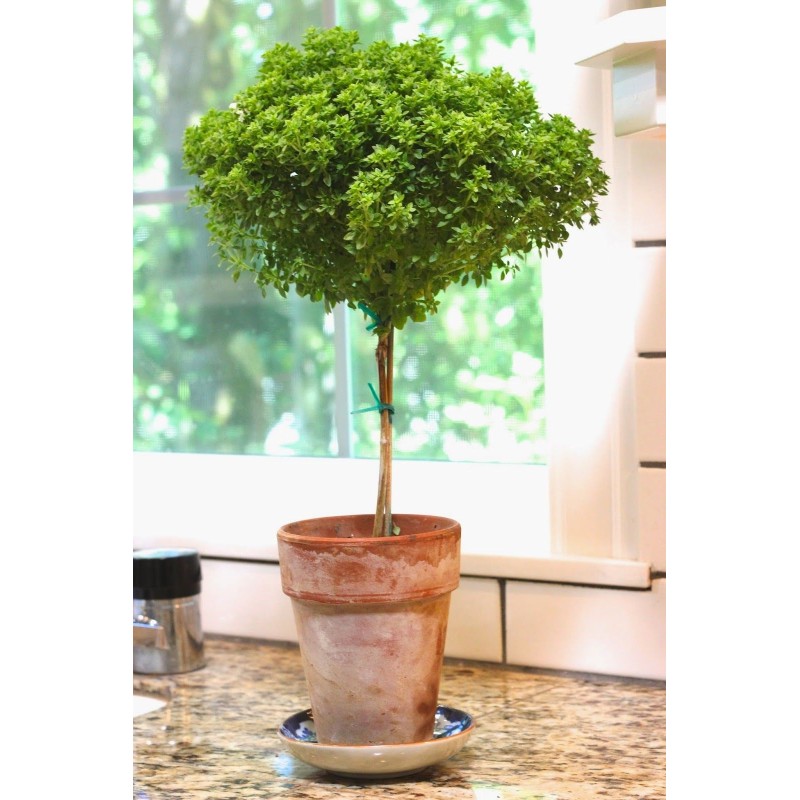 Sementes de Manjericão Grega Piccolo Foglia (Ocimum basilicum) | 1,95 €