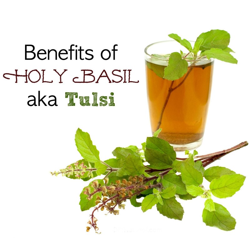 Königsbasilikum - Heiliges Basilikum Samen | 1,65 €