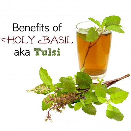 Semillas de Albahaca Sagrada, Tulasi (Ocimum tenuiflorum) | 2,00 €