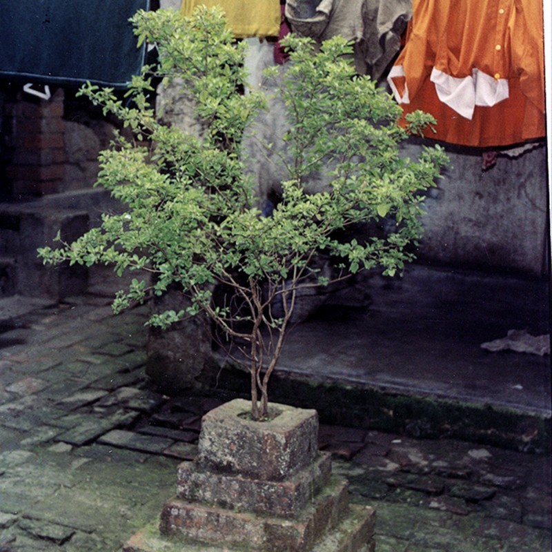 Königsbasilikum - Heiliges Basilikum Samen | 1,65 €