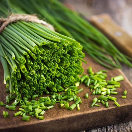 Semi di 'Erba cipollina" (Allium Schoenoprasum) | 1,75 €