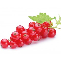 بذور كشمش أحمر (Ribes rubrum)
