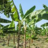 Istocno Indijska Banana seme otporna do -20C (Musa nagensium) | 5,00 €