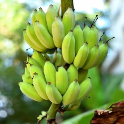Musa nagensium Nagaland Banane essbare Früchte winterhart 551 