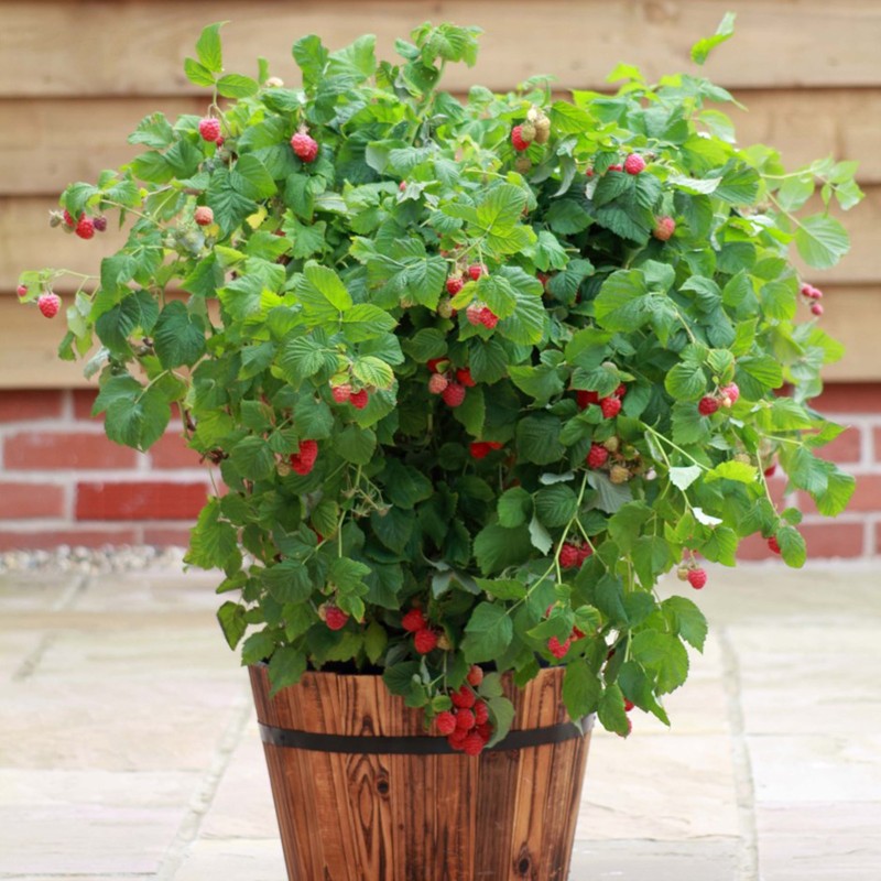 Price: €2.45 - Giant Red Raspberry Seeds - Seeds Gallery