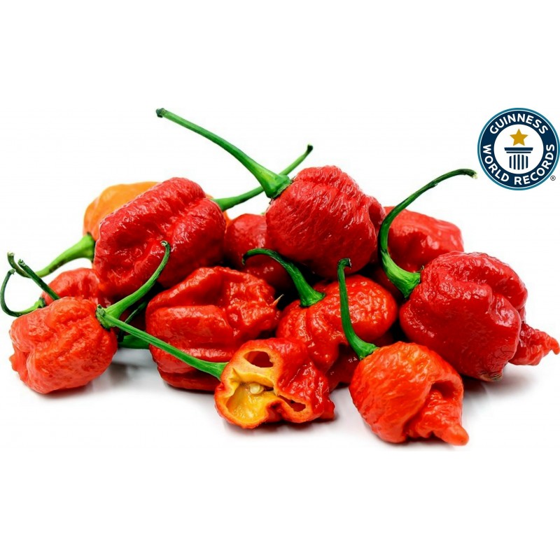 Carolina Reaper 12 x Seeds from Portugal 100% Natural Without Chemical Cultivation Aid or Genetic Engineering 