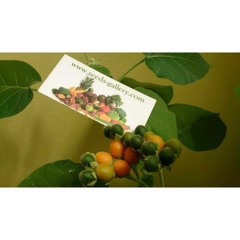Sementes de Tamarillo Anão (Solanum abutiloides) | 2,05 €