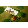 Sementes de Tamarillo Anão (Solanum abutiloides) | 2,05 €