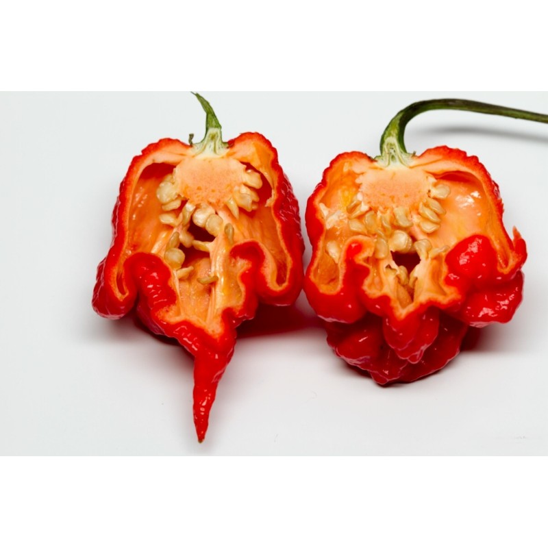 100 semena cilija Carolina Reaper | 5,50 €