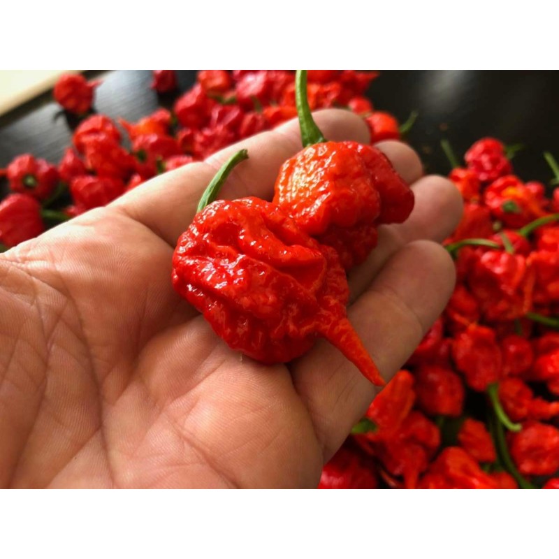 100 semena cilija Carolina Reaper | 5,50 €