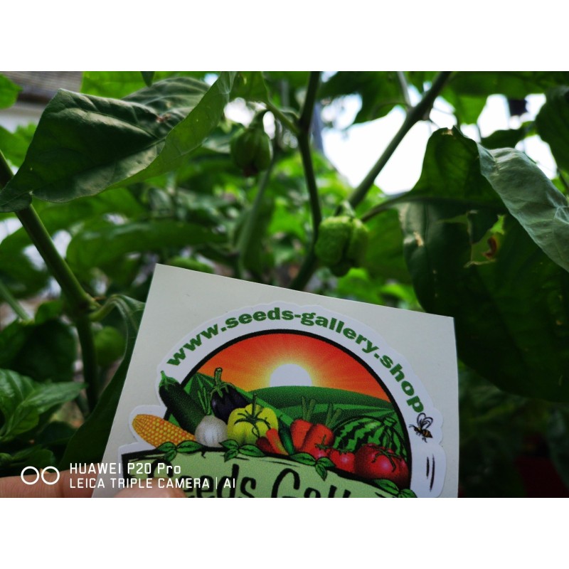 100 Seeds Carolina Reaper | €5.50
