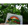 100 Seeds Carolina Reaper | €5.50