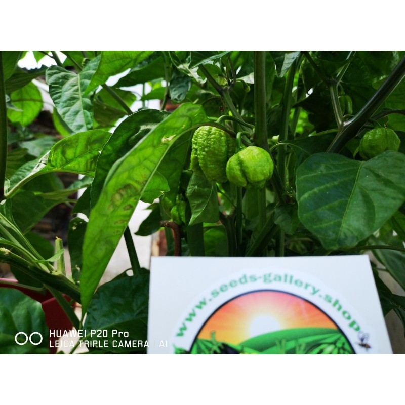 100 semena cilija Carolina Reaper | 5,50 €