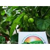 100 semena cilija Carolina Reaper | 5,50 €