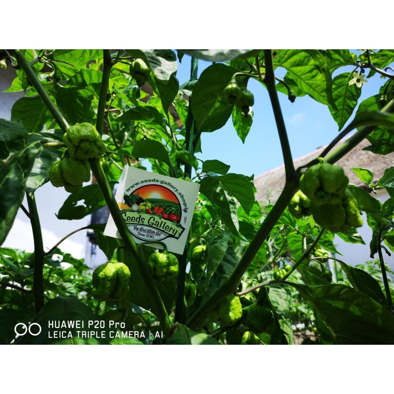 100 semena cilija Carolina Reaper | 5,50 €