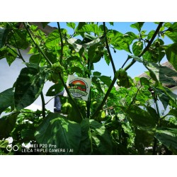 Σπόροι Τσίλι πιπέρι Carolina Reaper κόκκινο και κίτρινο 2.45 - 19