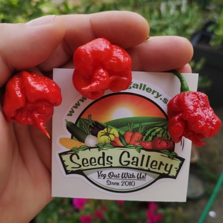 100 semena cilija Carolina Reaper | 5,50 €