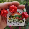 100 semena cilija Carolina Reaper | 5,50 €