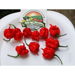 Carolina Reaper Seeds Red or Yellow Worlds Hottest 2.45 - 3