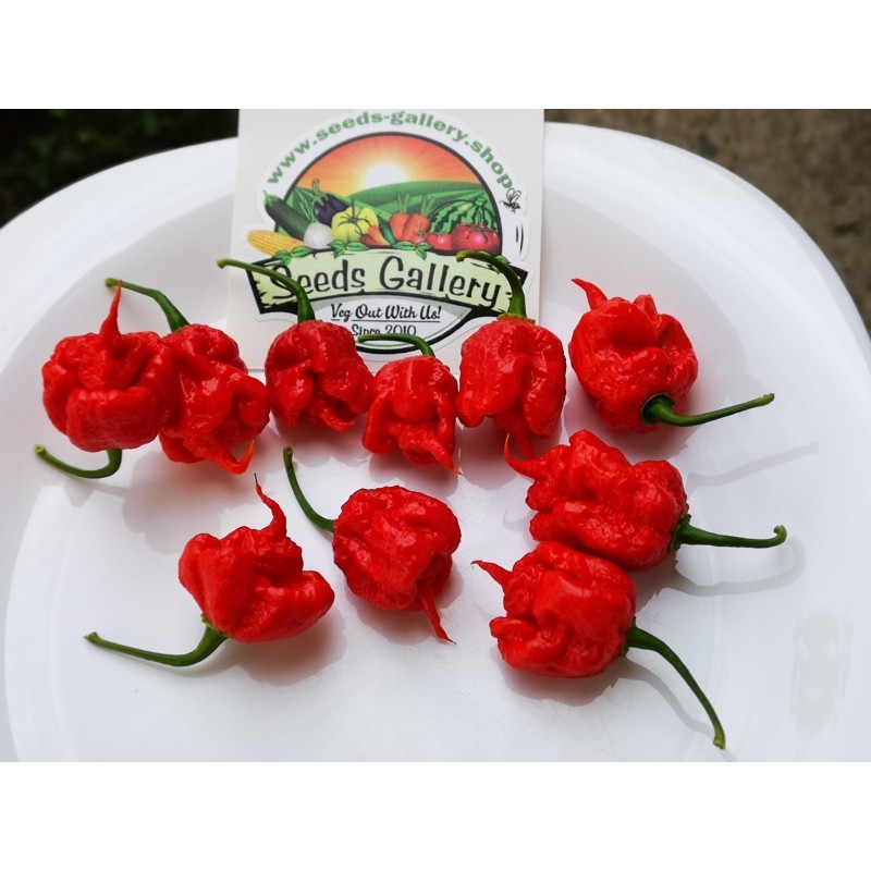 100 Seeds Carolina Reaper | €5.50