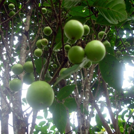 Protium javanicum Seeds
