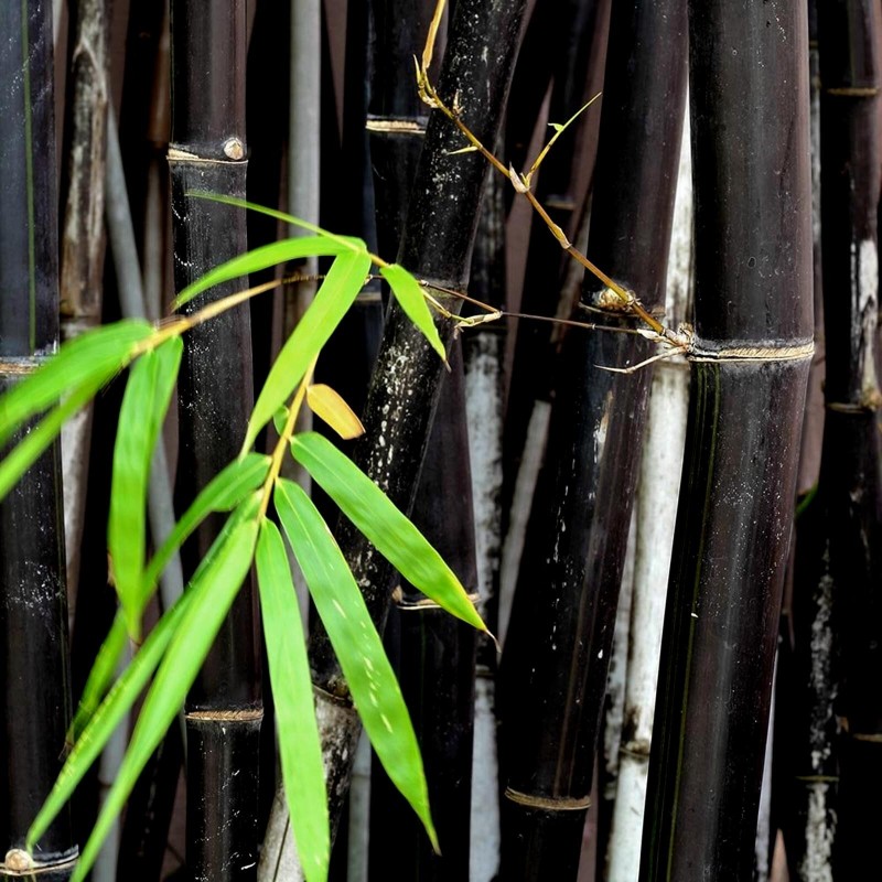 Rare Black Bamboo Seeds (Phyllostachys nigra) السعر €1.95