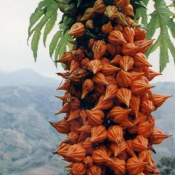Редкие семена папайи Carica...