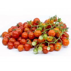 Wilde tomatenzaden (Solanum...