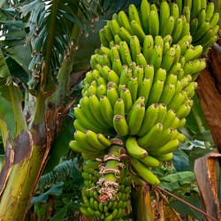 Yunnan-Banane Samen (Musa...