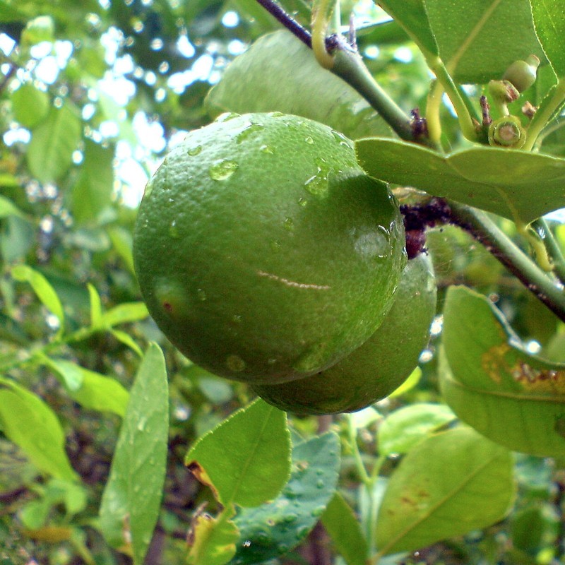 Key lime seeds (Citrus aurantiifolia) Price €2.25