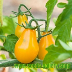 Yellow Pear Historische Tomate BIO Samen