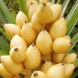 Nasiona dzikiego ananasa...